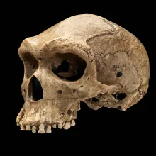 Origins of Man and the Evolution of Life on Earth – The DiPietro Hypothesis