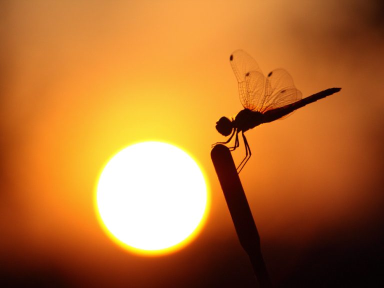 From the Sun to Life on Earth – The DiPietro Hypothesis